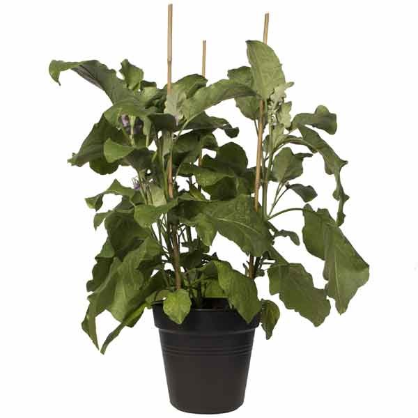 Elho Green Basics Growpot Living Black 35cm 2 Elho Green Basics Growpot Living Black 35cm - Image 2