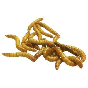 Home Delivery Mealworms Bag of 500g