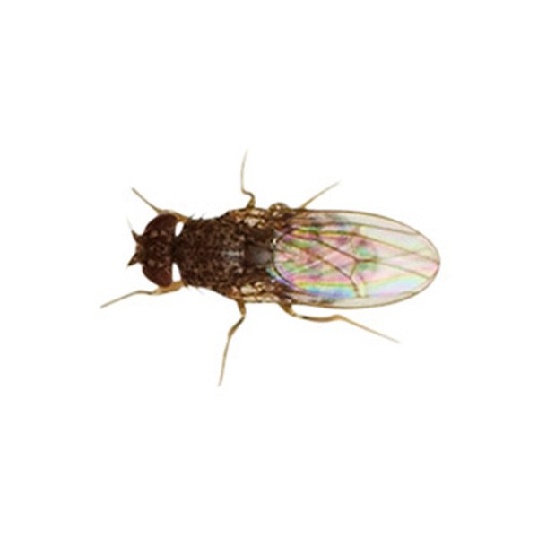 Home Delivery Flightless Fruitfly (Drosophila) Culture 1 Home Delivery Flightless Fruitfly (Drosophila) Culture