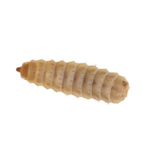 Home Delivery Calci-Worms Pre-Pack Large