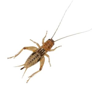 Home Delivery Silent Crickets Pre-Pack Large