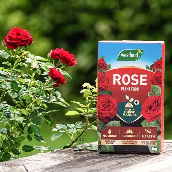 Westland Rose Plant Food 3kg 2 Westland Rose Plant Food 3kg - Image 2