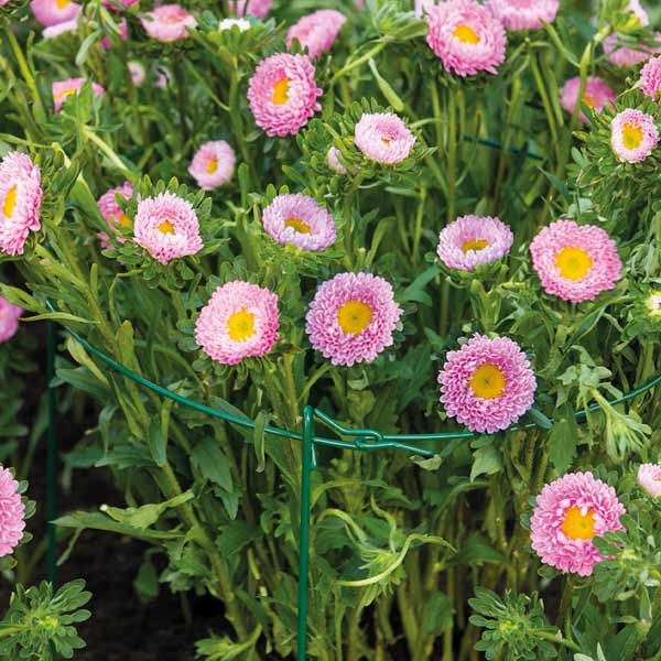 Grow It Plant Support Rings 91cm Double 2 Grow It Plant Support Rings 91cm Double - Image 2