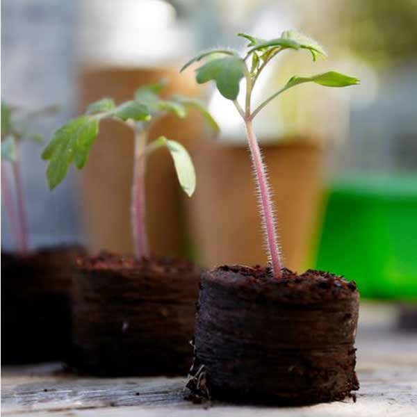 Grow it Peat Free Compost Growing Discs 50 Pack 3 Grow it Peat Free Compost Growing Discs 50 Pack - Image 3
