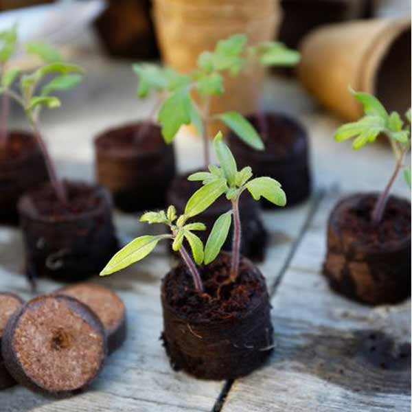 Grow it Peat Free Compost Growing Discs 50 Pack 4 Grow it Peat Free Compost Growing Discs 50 Pack - Image 4