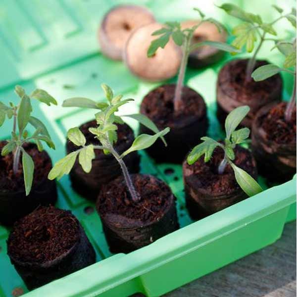 Grow it Peat Free Compost Growing Discs 50 Pack 5 Grow it Peat Free Compost Growing Discs 50 Pack - Image 5