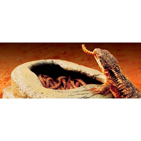 Exo Terra Meal Worm Feeder Dish 3 Exo Terra Meal Worm Feeder Dish - Image 3