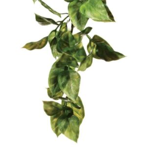 Exo Terra Hanging Rainforest Plant Amapallo Medium