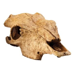 Exo Terra Buffalo Skull Resin Decor