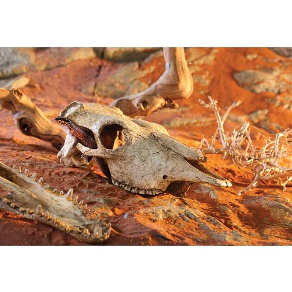 Exo Terra Buffalo Skull Resin Decor 2 Exo Terra Buffalo Skull Resin Decor - Image 2