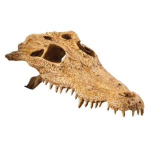 Exo Terra Crocodile Skull Resin Decor