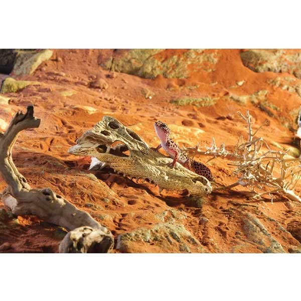 Exo Terra Crocodile Skull Resin Decor 2 Exo Terra Crocodile Skull Resin Decor - Image 2