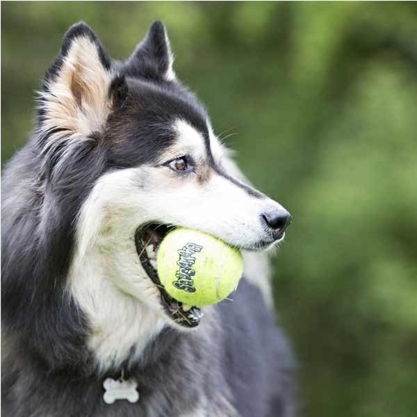 KONG SqueakAir Balls Small 3 Pack Dog Toy 2 KONG SqueakAir Balls Small 3 Pack Dog Toy - Image 2