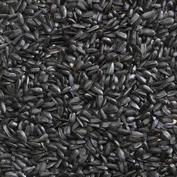 Bucktons Striped Sunflower Seeds 12.75kg 2 Bucktons Striped Sunflower Seeds 12.75kg - Image 2