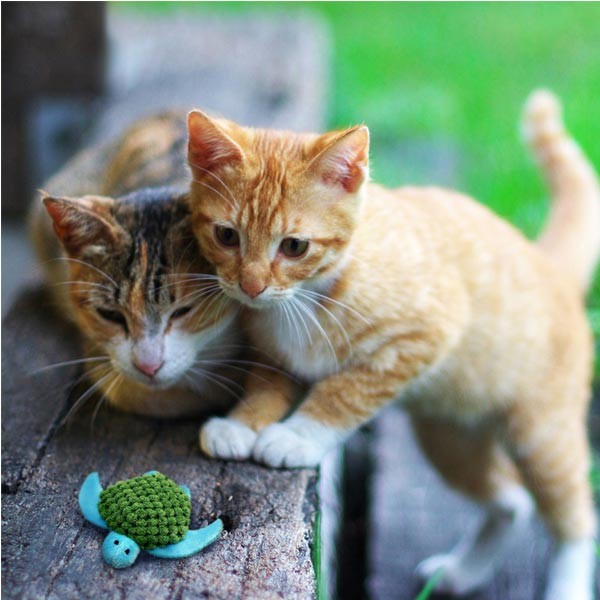 KONG Refillables Turtle Cat Toy 3 KONG Refillables Turtle Cat Toy - Image 3