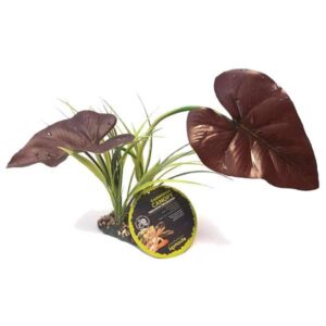 Komodo Rainforest Canopy 38cm