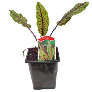 Waterplant Marginal Red Rock Dock (Rumex sanguineus) 9cm Pot