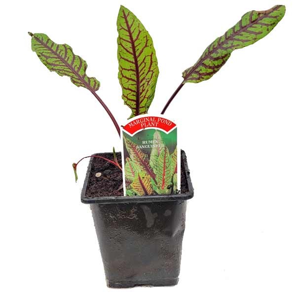 Waterplant Marginal Red Rock Dock (Rumex sanguineus) 9cm Pot 1 Waterplant Marginal Red Rock Dock (Rumex sanguineus) 9cm Pot
