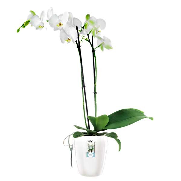 Elho Brussels Diamond Orchid High White 13cm Flower Pot 2 Elho Brussels Diamond Orchid High White 13cm Flower Pot - Image 2