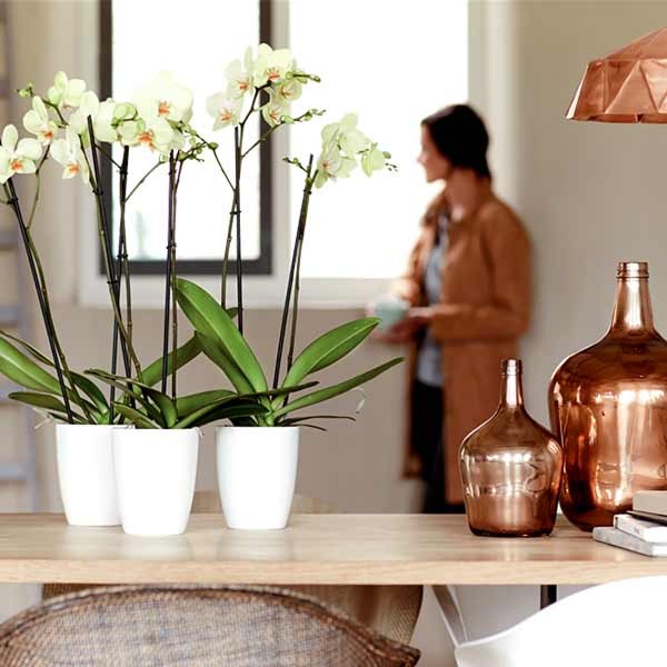 Elho Brussels Diamond Orchid High White 13cm Flower Pot 3 Elho Brussels Diamond Orchid High White 13cm Flower Pot - Image 3