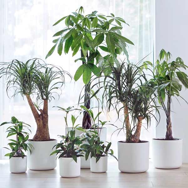 Elho B.for Soft Round White 14cm Flower Pot 5 Elho B.for Soft Round White 14cm Flower Pot - Image 5