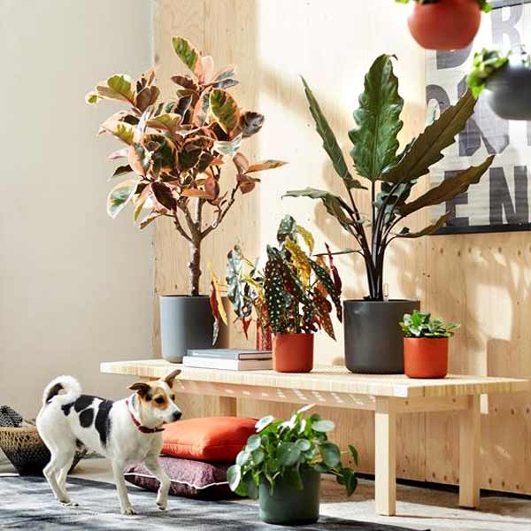 Elho B.for Soft Round Anthracite 14cm Flower Pot 4 Elho B.for Soft Round Anthracite 14cm Flower Pot - Image 4