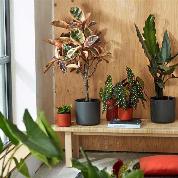 Elho B.for Soft Round Anthracite 18cm Flower Pot 3 Elho B.for Soft Round Anthracite 18cm Flower Pot - Image 3