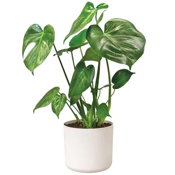 Elho B.for Soft Round White 22cm Flower Pot 2 Elho B.for Soft Round White 22cm Flower Pot - Image 2