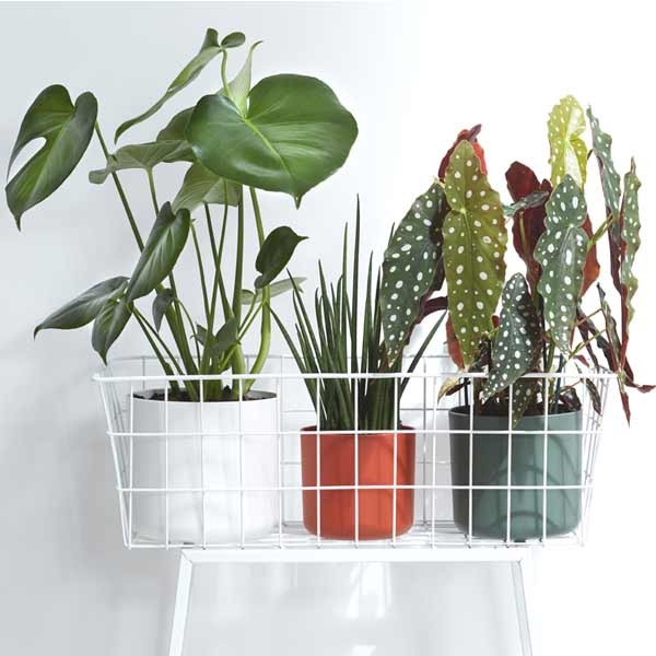 Elho B.for Soft Round White 25cm Flower Pot 3 Elho B.for Soft Round White 25cm Flower Pot - Image 3