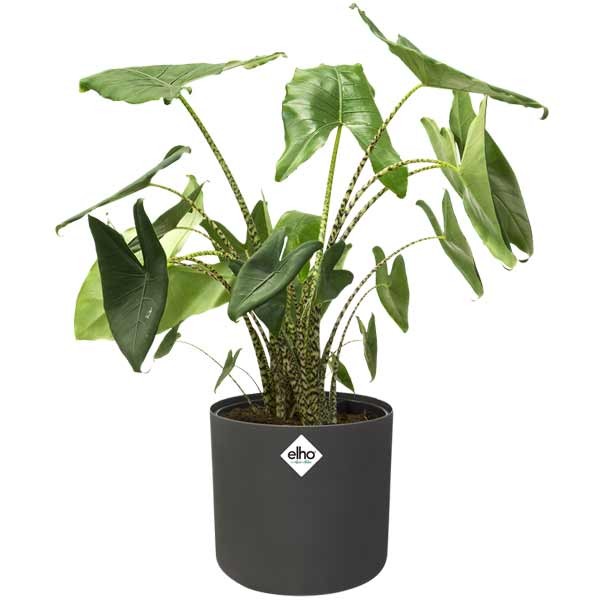 Elho B.for Soft Round Anthracite 25cm Flower Pot 2 Elho B.for Soft Round Anthracite 25cm Flower Pot - Image 2