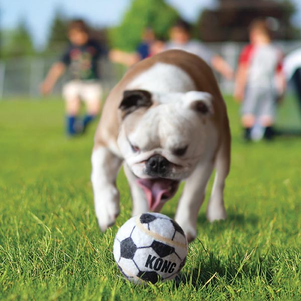 KONG Sport Balls 3 Pack Medium Dog Toy 2 KONG Sport Balls 3 Pack Medium Dog Toy - Image 2