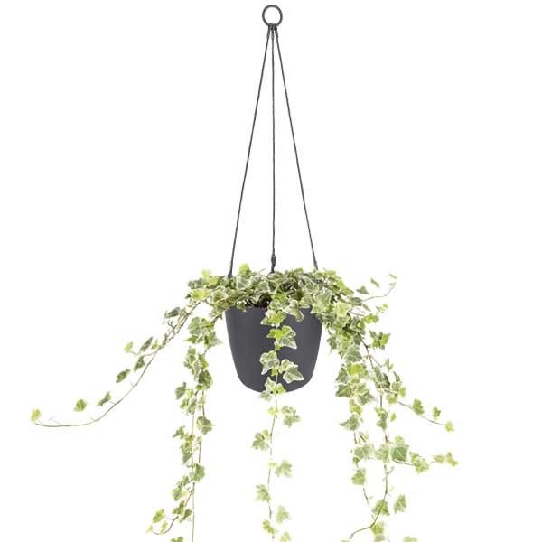 Elho Brussels Hanging Basket Anthracite 18cm Flower Pot 3 Elho Brussels Hanging Basket Anthracite 18cm Flower Pot - Image 3