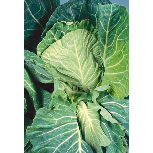 Unwins Cabbage Dutchman F1 Seeds 2 Unwins Cabbage Dutchman F1 Seeds - Image 2