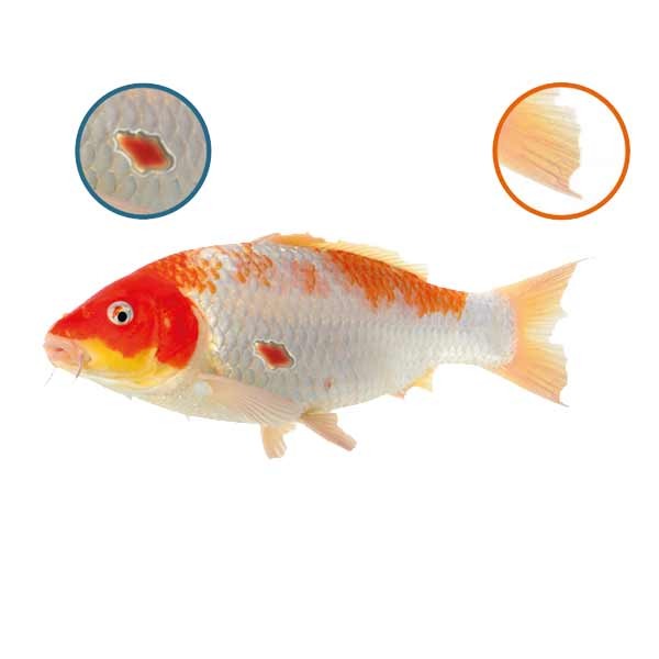 NT Labs Koi Care Propolis Wound Seal Topical Treatment 3 NT Labs Koi Care Propolis Wound Seal Topical Treatment - Image 3