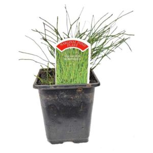 Waterplant Marginal Dwarf Horsetail Rush (Equisetum Scirpoides) 9cm Pot