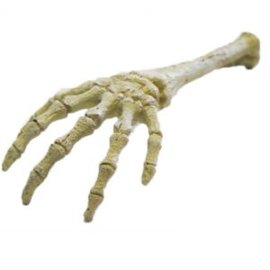 Betta Skeleton Hand Décor