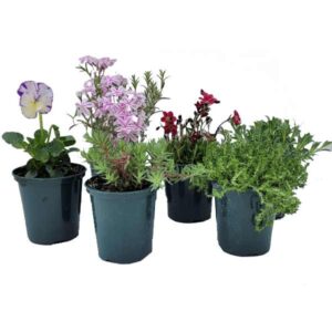 Alpine Plant 9cm Pot - Single Pot