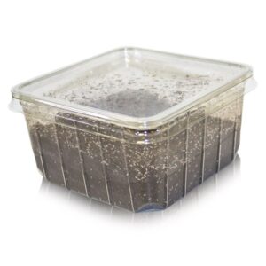 Instore Springtail Culture