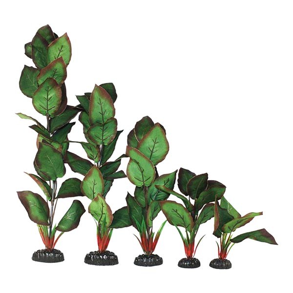 Hugo Kamishi Cryptocorne Green / Red Silk Aquascaping Aquarium Plant Single 20cm 1 Hugo Kamishi Cryptocorne Green / Red Silk Aquascaping Aquarium Plant Single 20cm
