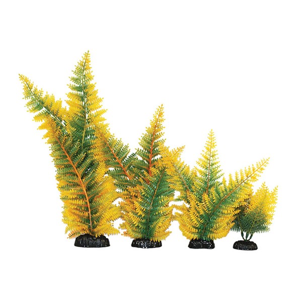Hugo Kamishi Broad Leaf Fern Yellow Aquascaping Aquarium Plant Single 20cm 1 Hugo Kamishi Broad Leaf Fern Yellow Aquascaping Aquarium Plant Single 20cm