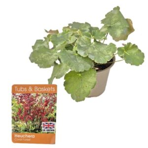 Coral Bells "Coral Forest" (Heuchera sanguinea) V11 Pot