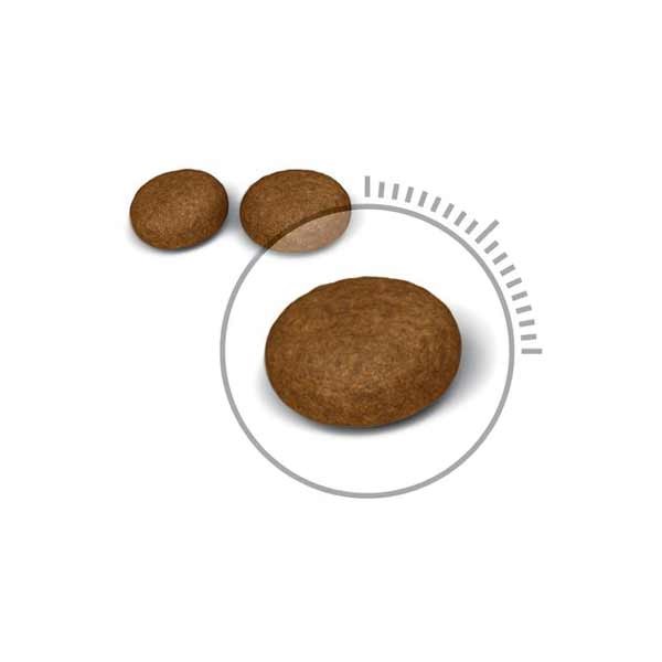 Royal Canin Hair & Skin Care Adult 400g Dry Cat Food 2 Royal Canin Hair & Skin Care Adult 400g Dry Cat Food - Image 2