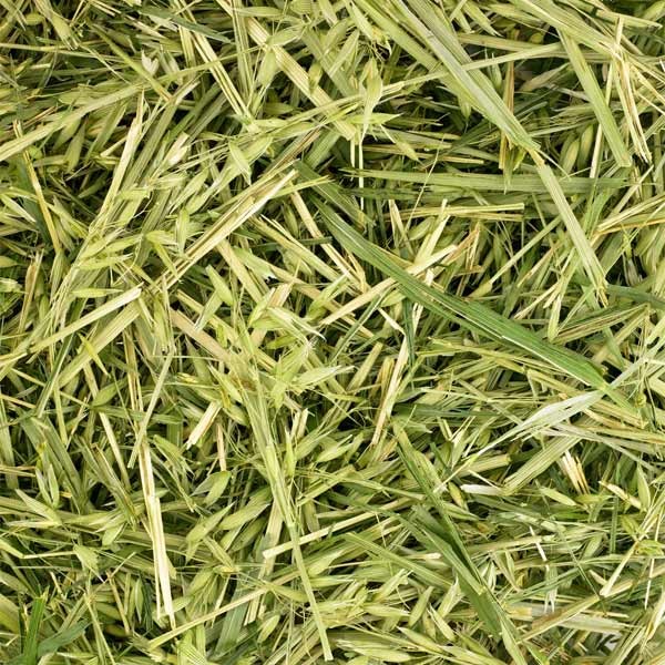 Friendly Green Oat ReadiGrass 1kg 2 Friendly Green Oat ReadiGrass 1kg - Image 2