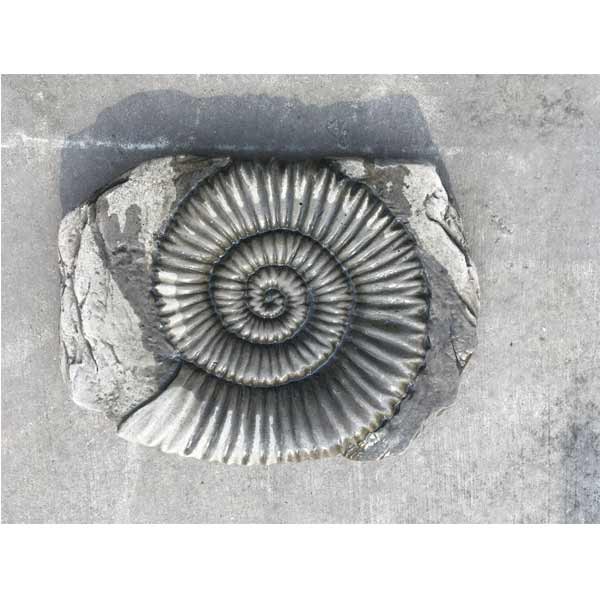 Fossilized Shell Stepping Stone 41cm 1 Fossilized Shell Stepping Stone 41cm