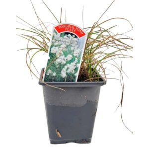 Waterplant Marginal Cottongrass (Eriophorum angustifolium) 9cm Pot