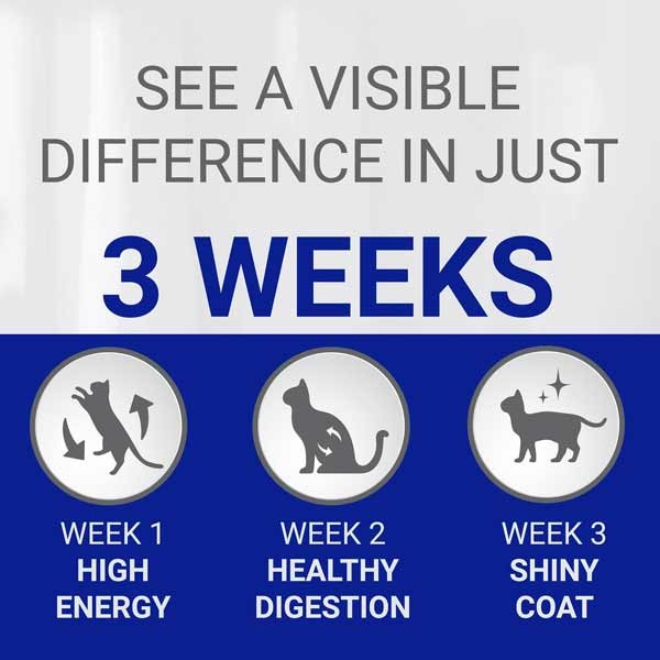 Purina One Chicken & Wheat Adult 800g Dry Cat Food 3 Purina One Chicken & Wheat Adult 800g Dry Cat Food - Image 3