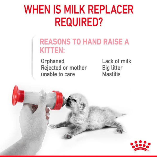 Royal Canin Babycat Milk 300g Cat Treat 2 Royal Canin Babycat Milk 300g Cat Treat - Image 2