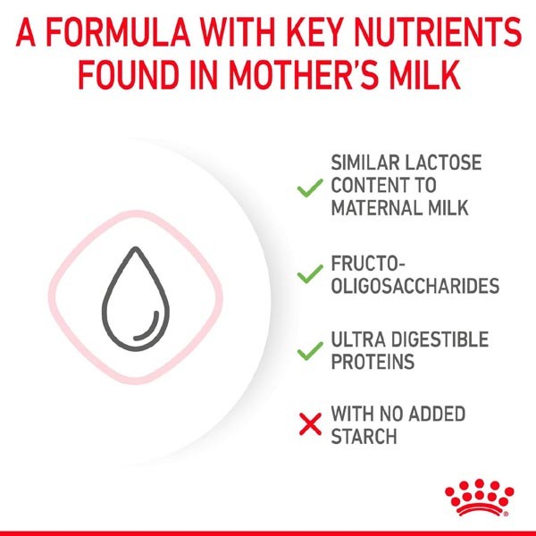 Royal Canin Babycat Milk 300g Cat Treat 4 Royal Canin Babycat Milk 300g Cat Treat - Image 4