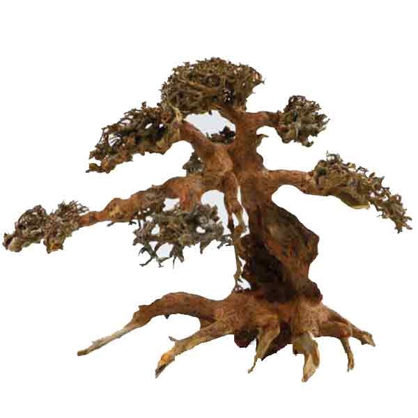 Betta Aqua-Bonsai Medium Piece 23-30cm 1 Betta Aqua-Bonsai Medium Piece 23-30cm