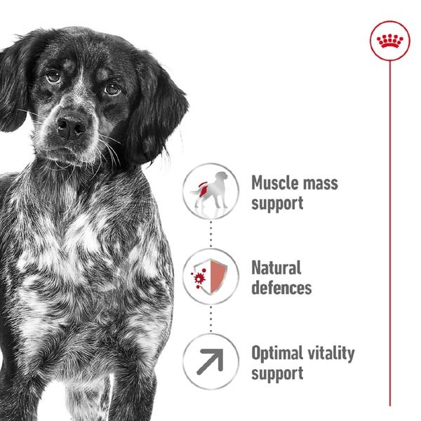 Royal Canin Medium 7+ 4kg Dry Dog Food 2 Royal Canin Medium 7+ 4kg Dry Dog Food - Image 2